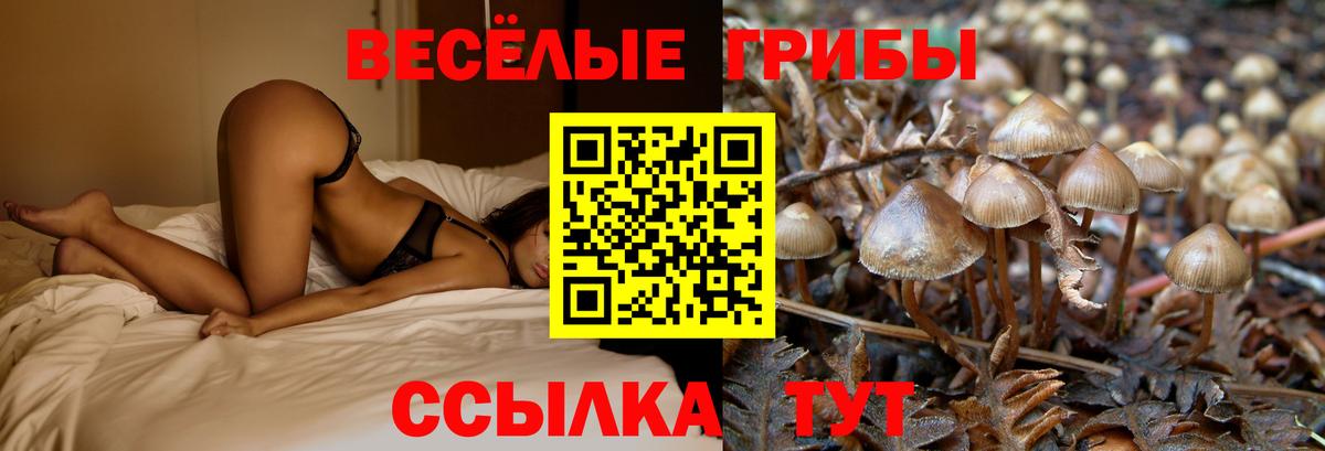 Галлюциногенные грибы Psilocybe Углич